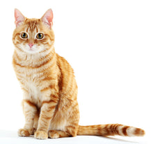 Laden Sie das Bild in den Galerie-Viewer, Roter Kater Schild