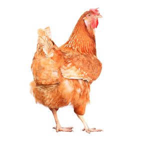 Garten Deko Huhn 