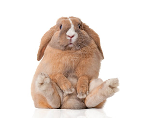 Osterhase